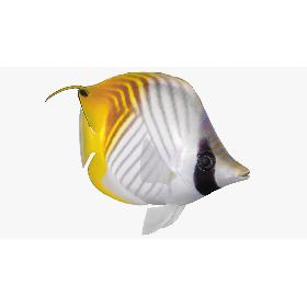 3D Threadfin Butterflyfish Animated